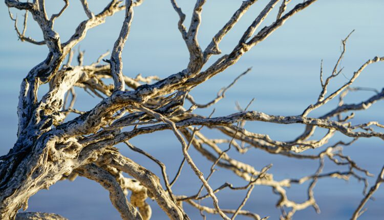 TrucoServices Dead Tree Removal