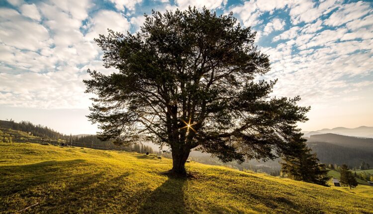 TrucoServices Tree-Trimming
